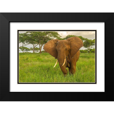 Africa-Tanzania-Tarangire National Park African elephant close-up  Black Modern Wood Framed Art Print with Double Matting by Jaynes Gallery