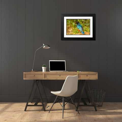 Africa-Tanzania-Serengeti National Park Superb starling close-up  Black Modern Wood Framed Art Print with Double Matting by Jaynes Gallery
