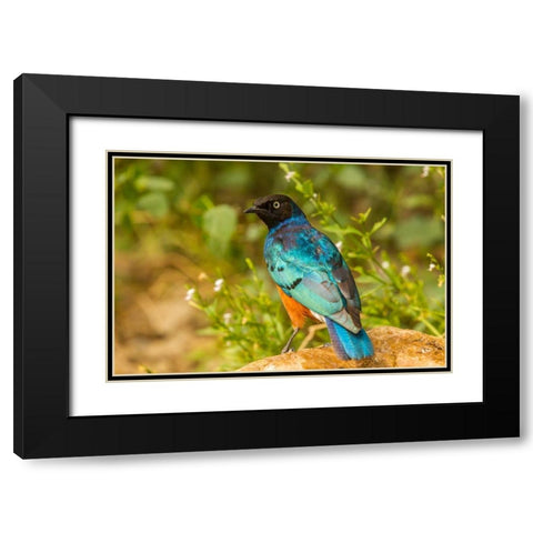 Africa-Tanzania-Serengeti National Park Superb starling close-up  Black Modern Wood Framed Art Print with Double Matting by Jaynes Gallery