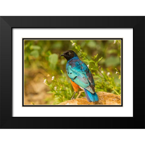 Africa-Tanzania-Serengeti National Park Superb starling close-up  Black Modern Wood Framed Art Print with Double Matting by Jaynes Gallery