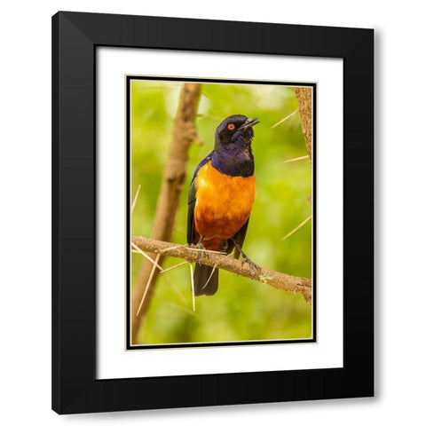 Africa-Tanzania-Serengeti National Park Hildebrandts starling on thorny tree  Black Modern Wood Framed Art Print with Double Matting by Jaynes Gallery