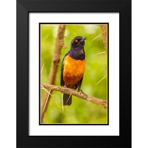 Africa-Tanzania-Serengeti National Park Hildebrandts starling on thorny tree  Black Modern Wood Framed Art Print with Double Matting by Jaynes Gallery