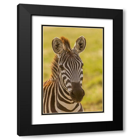 Africa-Tanzania-Serengeti National Park Close-up of young plains zebra  Black Modern Wood Framed Art Print with Double Matting by Jaynes Gallery