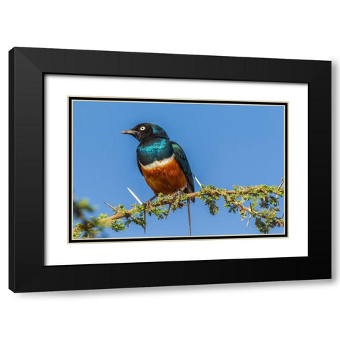 Africa-Tanzania-Serengeti National Park Superb starling close-up  Black Modern Wood Framed Art Print with Double Matting by Jaynes Gallery