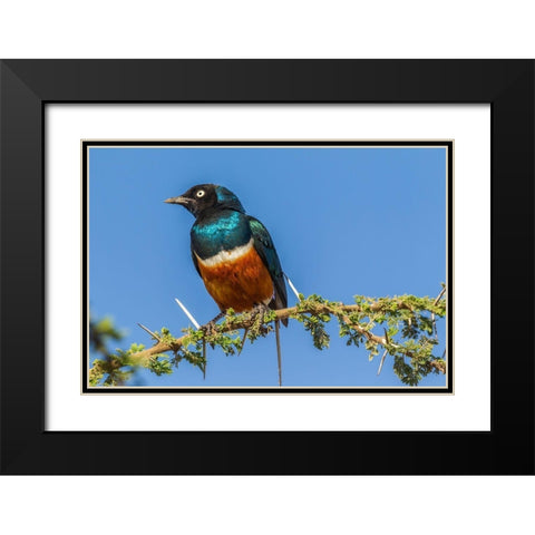 Africa-Tanzania-Serengeti National Park Superb starling close-up  Black Modern Wood Framed Art Print with Double Matting by Jaynes Gallery