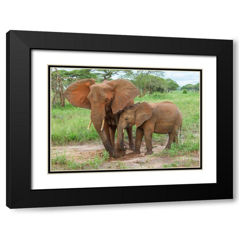 Africa-Tanzania-Tarangire National Park African elephant adult and baby  Black Modern Wood Framed Art Print with Double Matting by Jaynes Gallery