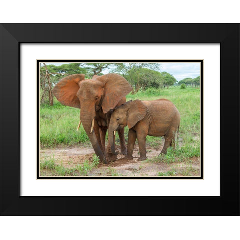 Africa-Tanzania-Tarangire National Park African elephant adult and baby  Black Modern Wood Framed Art Print with Double Matting by Jaynes Gallery