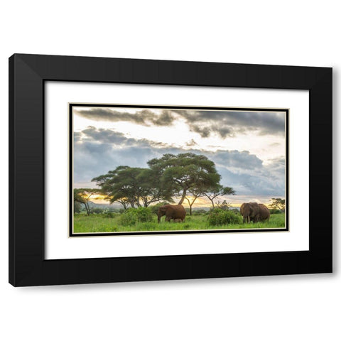 Africa-Tanzania-Tarangire National Park African elephants at sunset  Black Modern Wood Framed Art Print with Double Matting by Jaynes Gallery