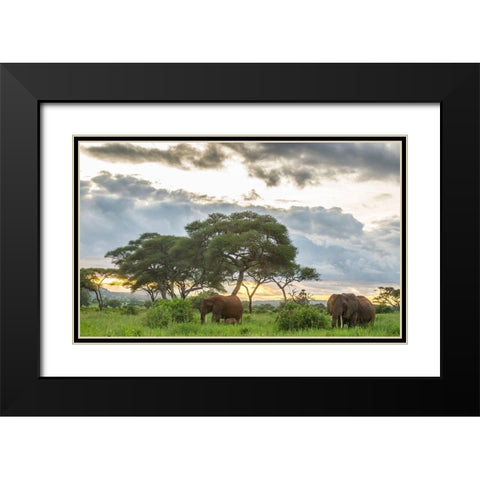 Africa-Tanzania-Tarangire National Park African elephants at sunset  Black Modern Wood Framed Art Print with Double Matting by Jaynes Gallery