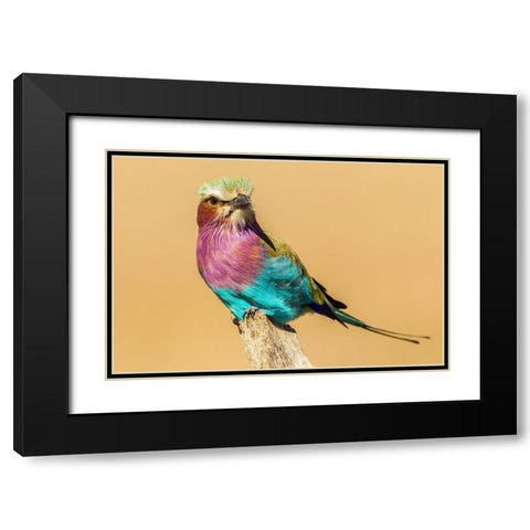 Africa-Tanzania-Serengeti National Park Lilac-breasted roller bird close-up  Black Modern Wood Framed Art Print with Double Matting by Jaynes Gallery
