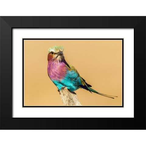 Africa-Tanzania-Serengeti National Park Lilac-breasted roller bird close-up  Black Modern Wood Framed Art Print with Double Matting by Jaynes Gallery