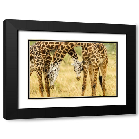 Africa-Tanzania-Serengeti National Park Young Maasai giraffes sparring  Black Modern Wood Framed Art Print with Double Matting by Jaynes Gallery