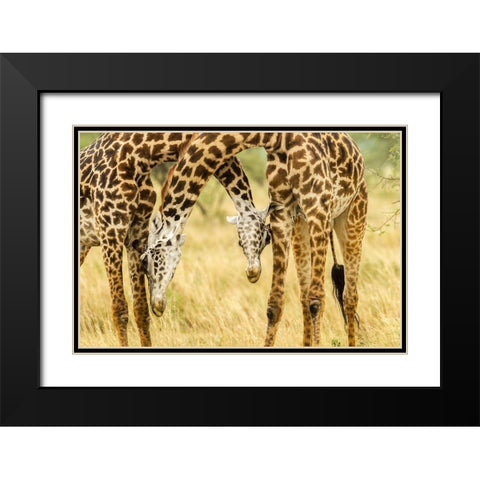 Africa-Tanzania-Serengeti National Park Young Maasai giraffes sparring  Black Modern Wood Framed Art Print with Double Matting by Jaynes Gallery