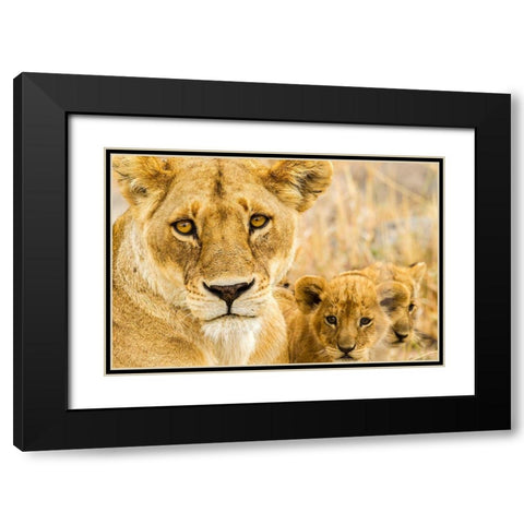 Africa-Tanzania-Serengeti National Park African lioness and cubs  Black Modern Wood Framed Art Print with Double Matting by Jaynes Gallery
