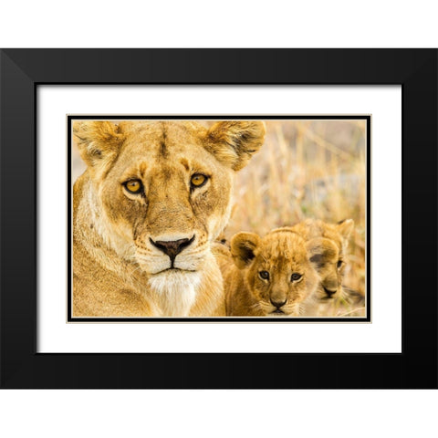 Africa-Tanzania-Serengeti National Park African lioness and cubs  Black Modern Wood Framed Art Print with Double Matting by Jaynes Gallery