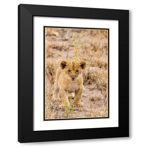 Africa-Tanzania-Serengeti National Park African lion cub close-up  Black Modern Wood Framed Art Print with Double Matting by Jaynes Gallery