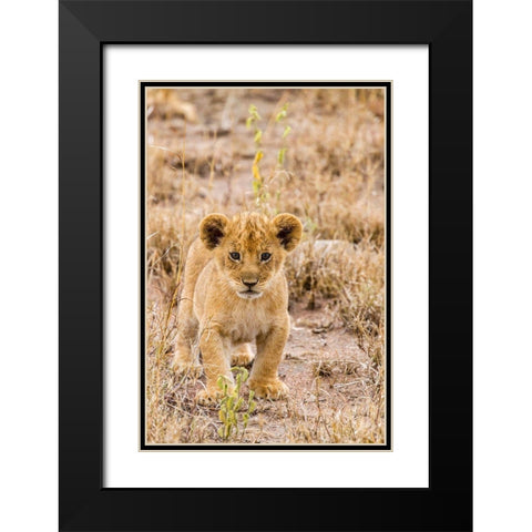 Africa-Tanzania-Serengeti National Park African lion cub close-up  Black Modern Wood Framed Art Print with Double Matting by Jaynes Gallery