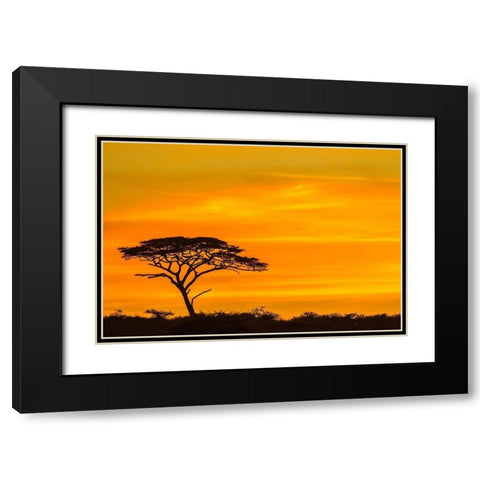 Africa-Tanzania-Serengeti National Park Acacia tree silhouette at sunset  Black Modern Wood Framed Art Print with Double Matting by Jaynes Gallery