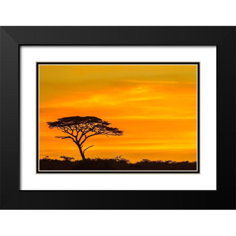 Africa-Tanzania-Serengeti National Park Acacia tree silhouette at sunset  Black Modern Wood Framed Art Print with Double Matting by Jaynes Gallery