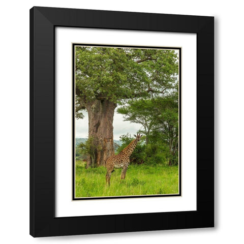 Africa-Tanzania-Tarangire National Park Maasai giraffe and large tree  Black Modern Wood Framed Art Print with Double Matting by Jaynes Gallery