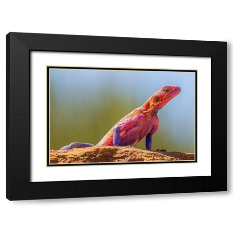Africa-Tanzania-Serengeti National Park Agama lizard close-up  Black Modern Wood Framed Art Print with Double Matting by Jaynes Gallery