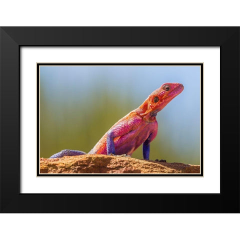 Africa-Tanzania-Serengeti National Park Agama lizard close-up  Black Modern Wood Framed Art Print with Double Matting by Jaynes Gallery