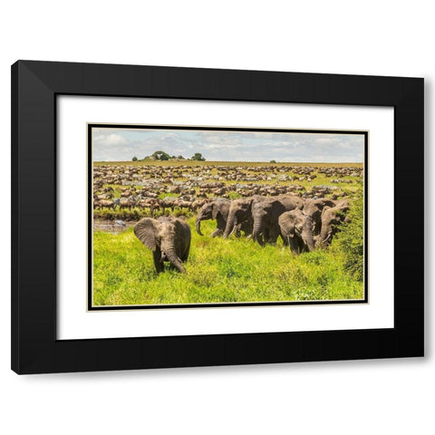 Africa-Tanzania-Serengeti National Park Migration of zebras and wildebeests with elephant herd  Black Modern Wood Framed Art Print with Double Matting by Jaynes Gallery