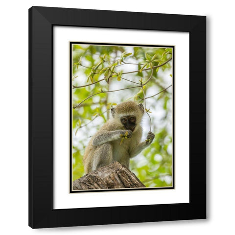 Africa-Tanzania-Tarangire National Park Young vervet monkey close-up  Black Modern Wood Framed Art Print with Double Matting by Jaynes Gallery