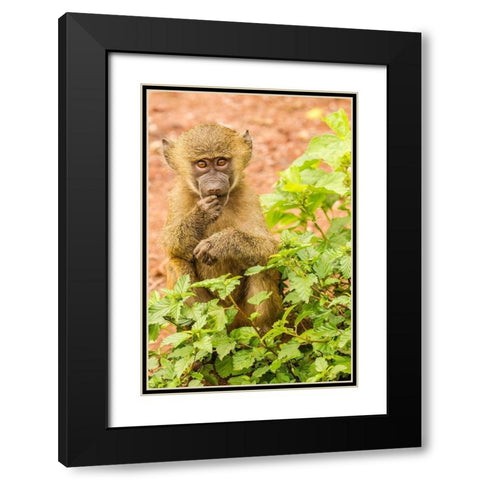 Africa-Tanzania-Lake Manyara National Park Olive baboon baby close-up  Black Modern Wood Framed Art Print with Double Matting by Jaynes Gallery