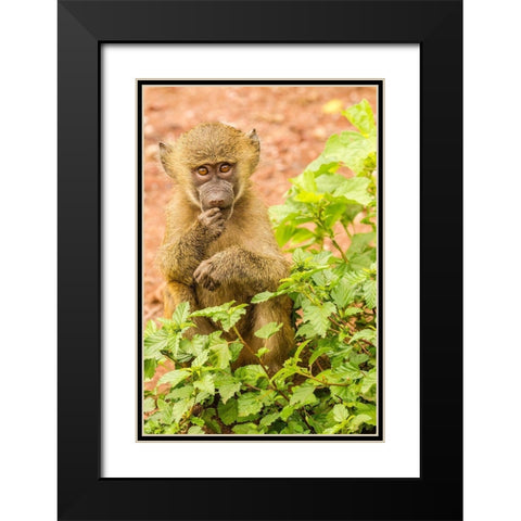 Africa-Tanzania-Lake Manyara National Park Olive baboon baby close-up  Black Modern Wood Framed Art Print with Double Matting by Jaynes Gallery