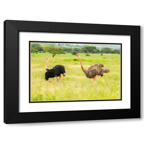 Africa-Tanzania-Tarangire National Park Ostrich male and female close-up  Black Modern Wood Framed Art Print with Double Matting by Jaynes Gallery