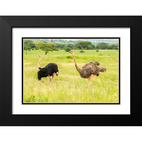 Africa-Tanzania-Tarangire National Park Ostrich male and female close-up  Black Modern Wood Framed Art Print with Double Matting by Jaynes Gallery