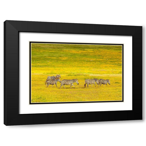 Africa-Tanzania-Ngorongoro Crater Zebras in flower field  Black Modern Wood Framed Art Print with Double Matting by Jaynes Gallery