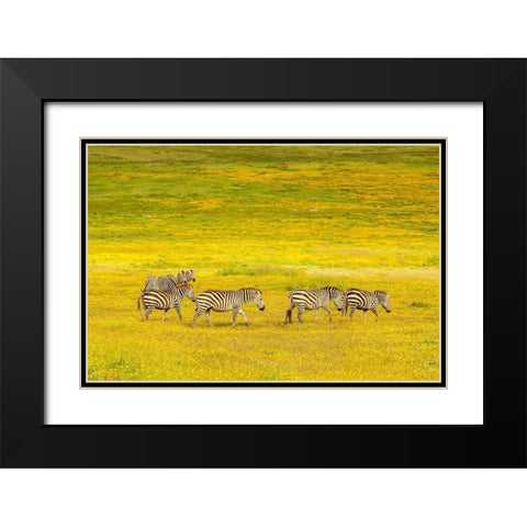 Africa-Tanzania-Ngorongoro Crater Zebras in flower field  Black Modern Wood Framed Art Print with Double Matting by Jaynes Gallery
