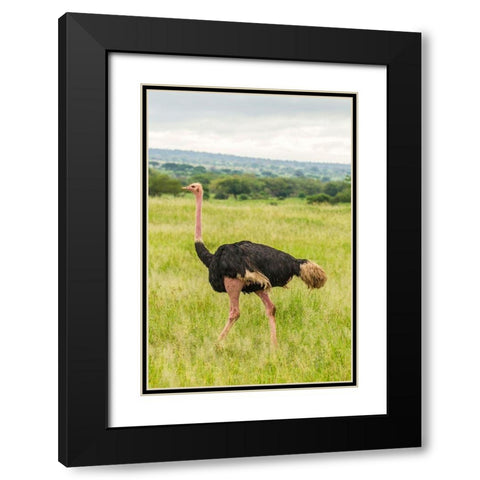 Africa-Tanzania-Tarangire National Park Ostrich male close-up  Black Modern Wood Framed Art Print with Double Matting by Jaynes Gallery