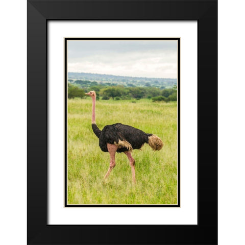 Africa-Tanzania-Tarangire National Park Ostrich male close-up  Black Modern Wood Framed Art Print with Double Matting by Jaynes Gallery