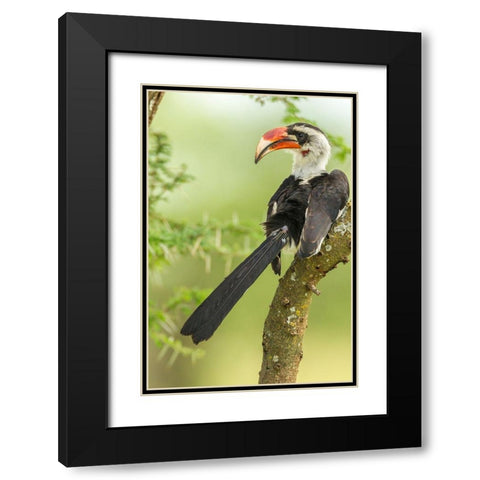 Africa-Tanzania-Tarangire National Park Von der Deckens hornbill bird close-up  Black Modern Wood Framed Art Print with Double Matting by Jaynes Gallery