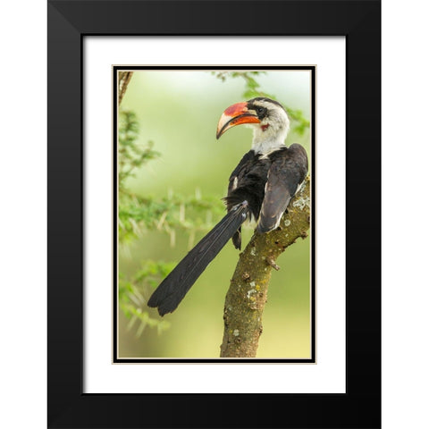 Africa-Tanzania-Tarangire National Park Von der Deckens hornbill bird close-up  Black Modern Wood Framed Art Print with Double Matting by Jaynes Gallery