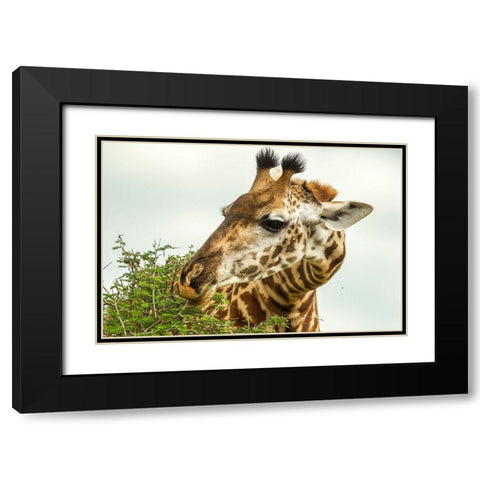 Africa-Tanzania-Tarangire National Park Maasai giraffe eating tree leaves  Black Modern Wood Framed Art Print with Double Matting by Jaynes Gallery