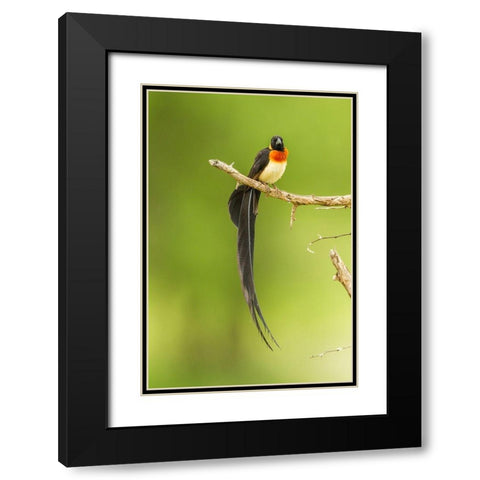 Africa-Tanzania-Tarangire National Park Paradise whydah bird on limb  Black Modern Wood Framed Art Print with Double Matting by Jaynes Gallery