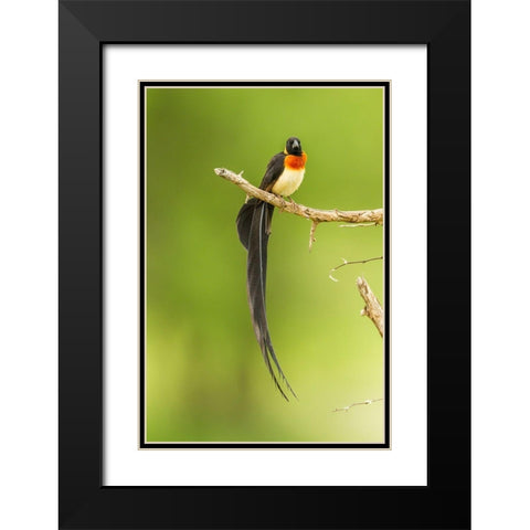 Africa-Tanzania-Tarangire National Park Paradise whydah bird on limb  Black Modern Wood Framed Art Print with Double Matting by Jaynes Gallery