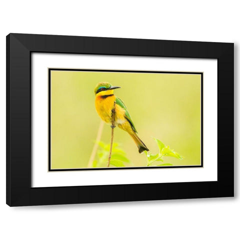 Africa-Tanzania-Tarangire National Park Little bee eater close-up  Black Modern Wood Framed Art Print with Double Matting by Jaynes Gallery