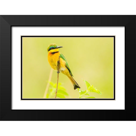 Africa-Tanzania-Tarangire National Park Little bee eater close-up  Black Modern Wood Framed Art Print with Double Matting by Jaynes Gallery