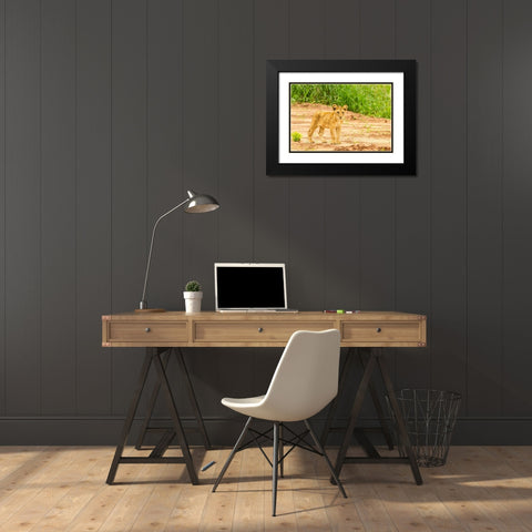 Africa-Tanzania-Tarangire National Park Lion cub close-up  Black Modern Wood Framed Art Print with Double Matting by Jaynes Gallery