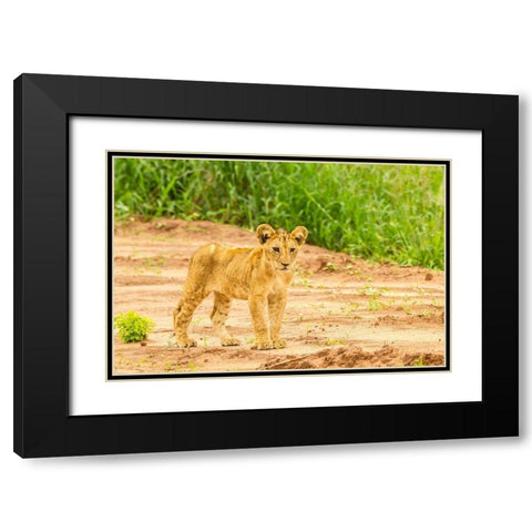 Africa-Tanzania-Tarangire National Park Lion cub close-up  Black Modern Wood Framed Art Print with Double Matting by Jaynes Gallery