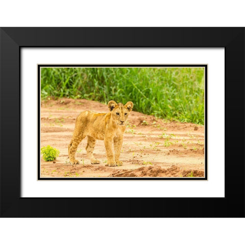 Africa-Tanzania-Tarangire National Park Lion cub close-up  Black Modern Wood Framed Art Print with Double Matting by Jaynes Gallery