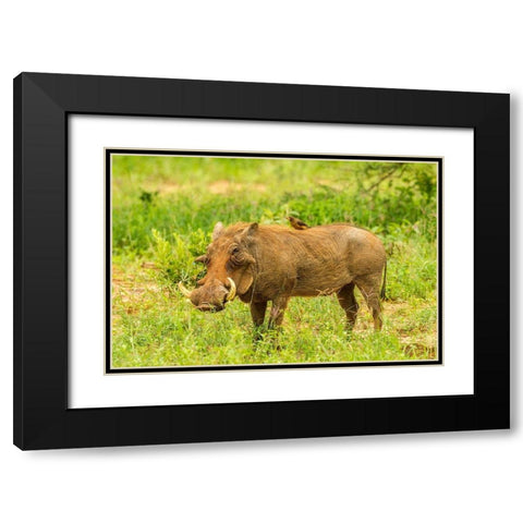 Africa-Tanzania-Tarangire National Park Warthog with yellow-billed Oxpecker grooming him  Black Modern Wood Framed Art Print with Double Matting by Jaynes Gallery