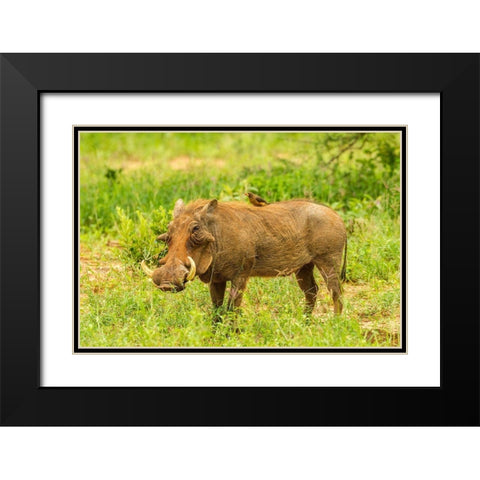 Africa-Tanzania-Tarangire National Park Warthog with yellow-billed Oxpecker grooming him  Black Modern Wood Framed Art Print with Double Matting by Jaynes Gallery