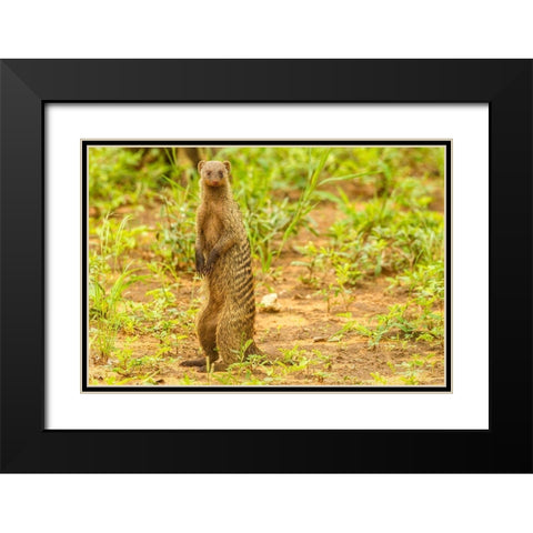 Africa-Tanzania-Tarangire National Park Banded mongoose close-up  Black Modern Wood Framed Art Print with Double Matting by Jaynes Gallery