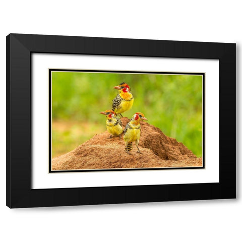 Africa-Tanzania-Tarangire National Park Red-and-yellow barbets on dirt mound  Black Modern Wood Framed Art Print with Double Matting by Jaynes Gallery